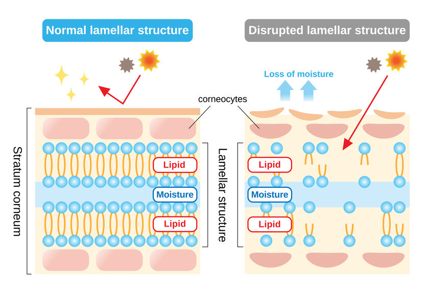 Wirkstoff lamellare Nutristructure LNS Matrix 