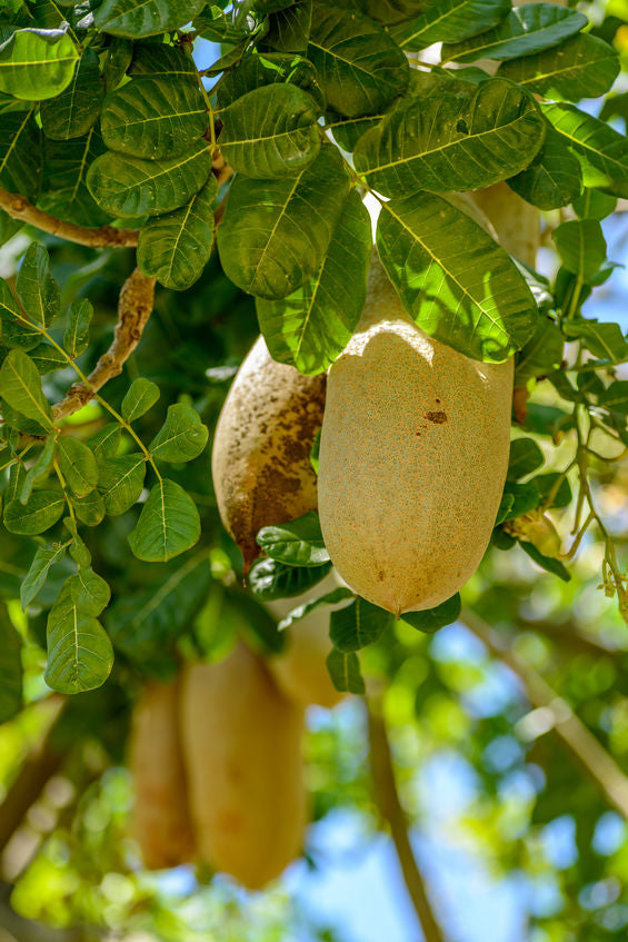 Kigelia Africana Fruit auch Leberwurstbaum genannt.