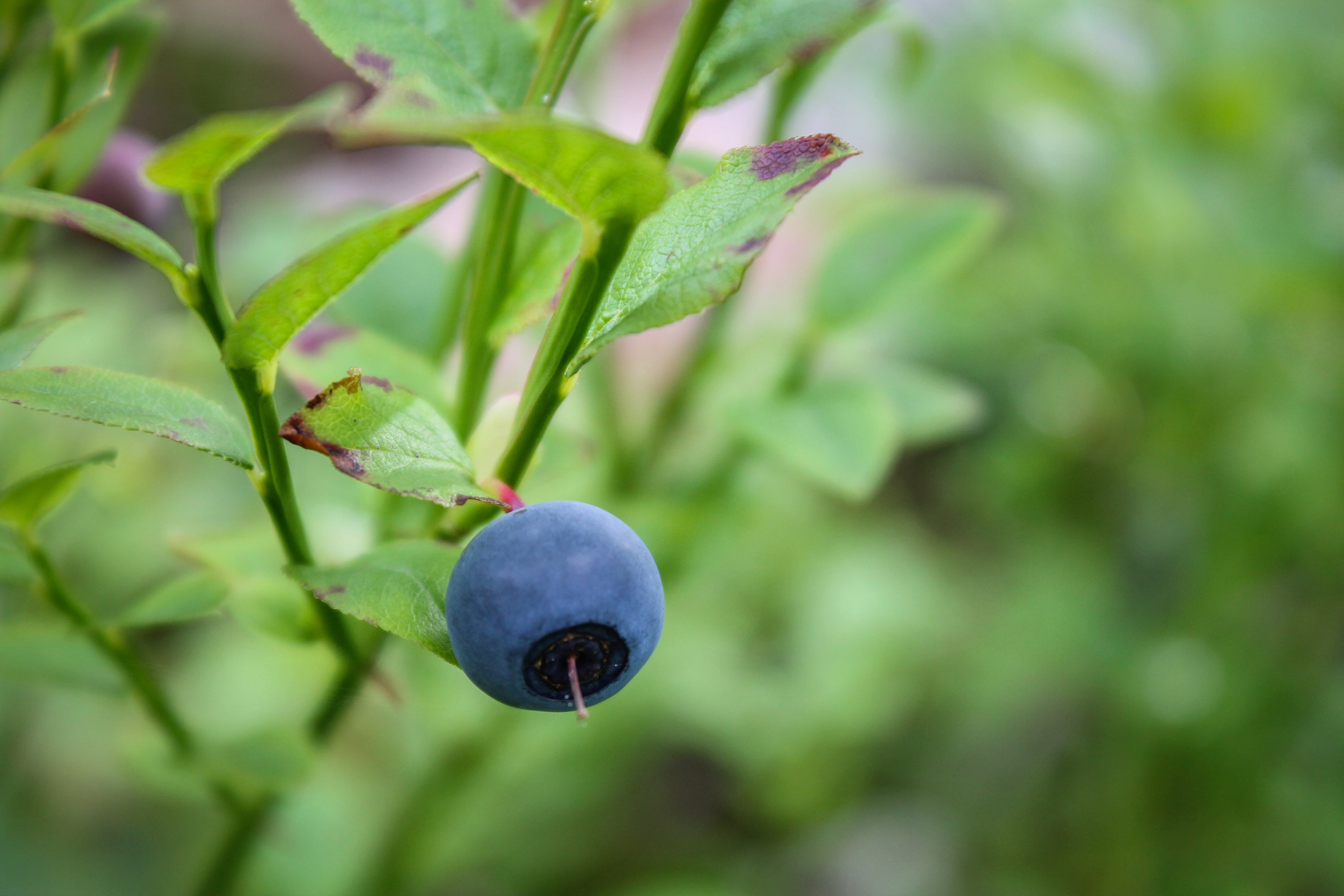 Fit durch den Sommer mit den heimischen Beeren! Die Heidelbeere...