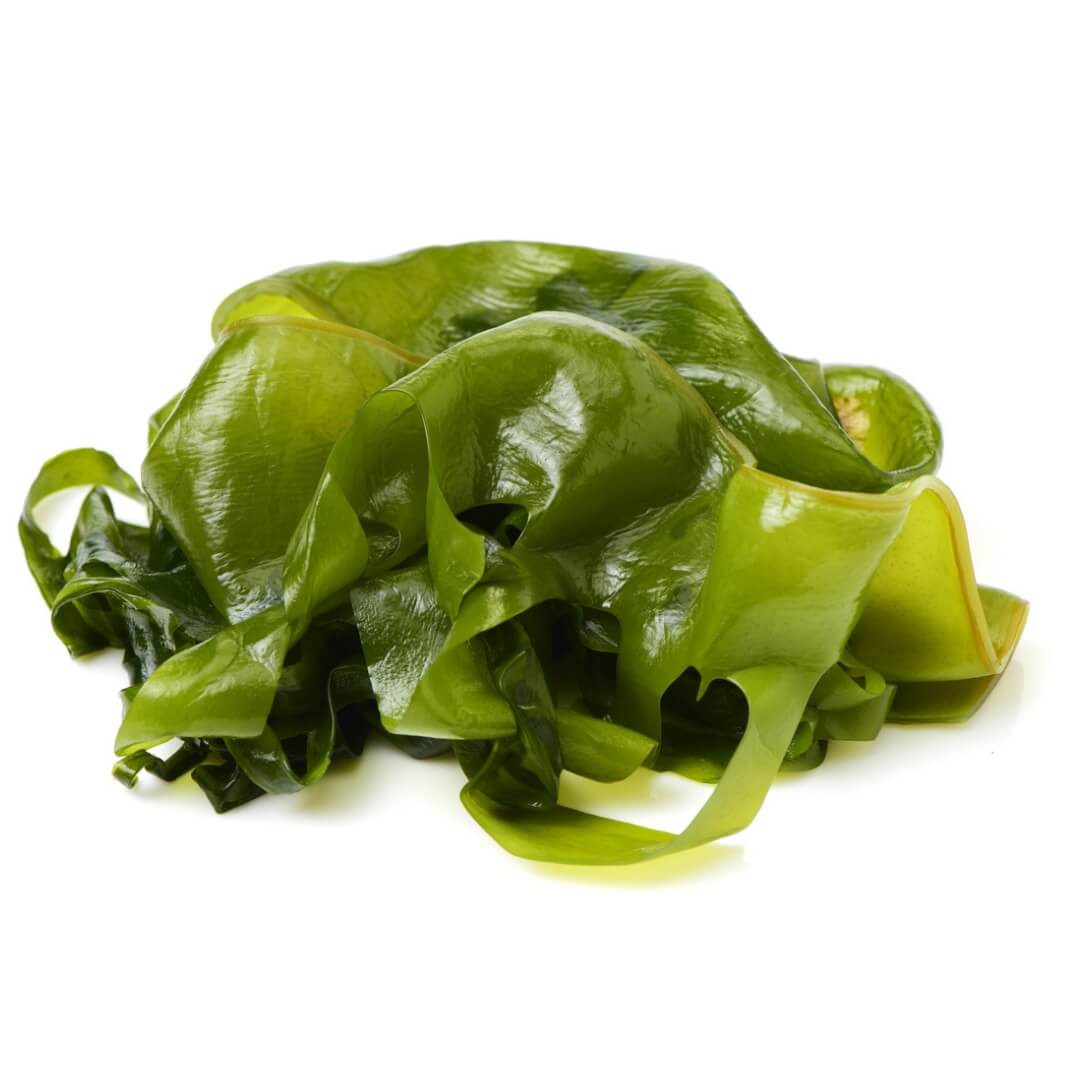 Laminaria Algen
