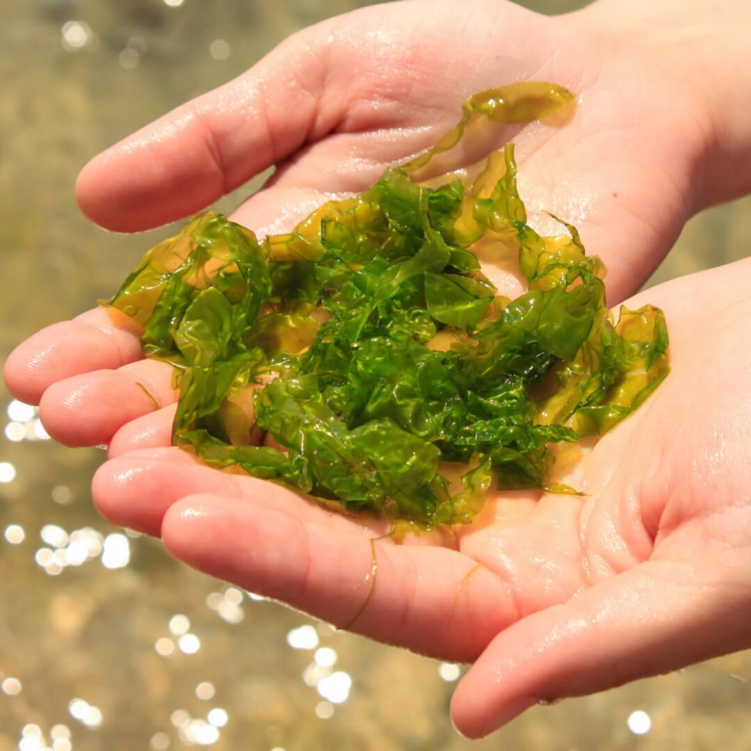 Laminaria Digitata Alge in der Hand