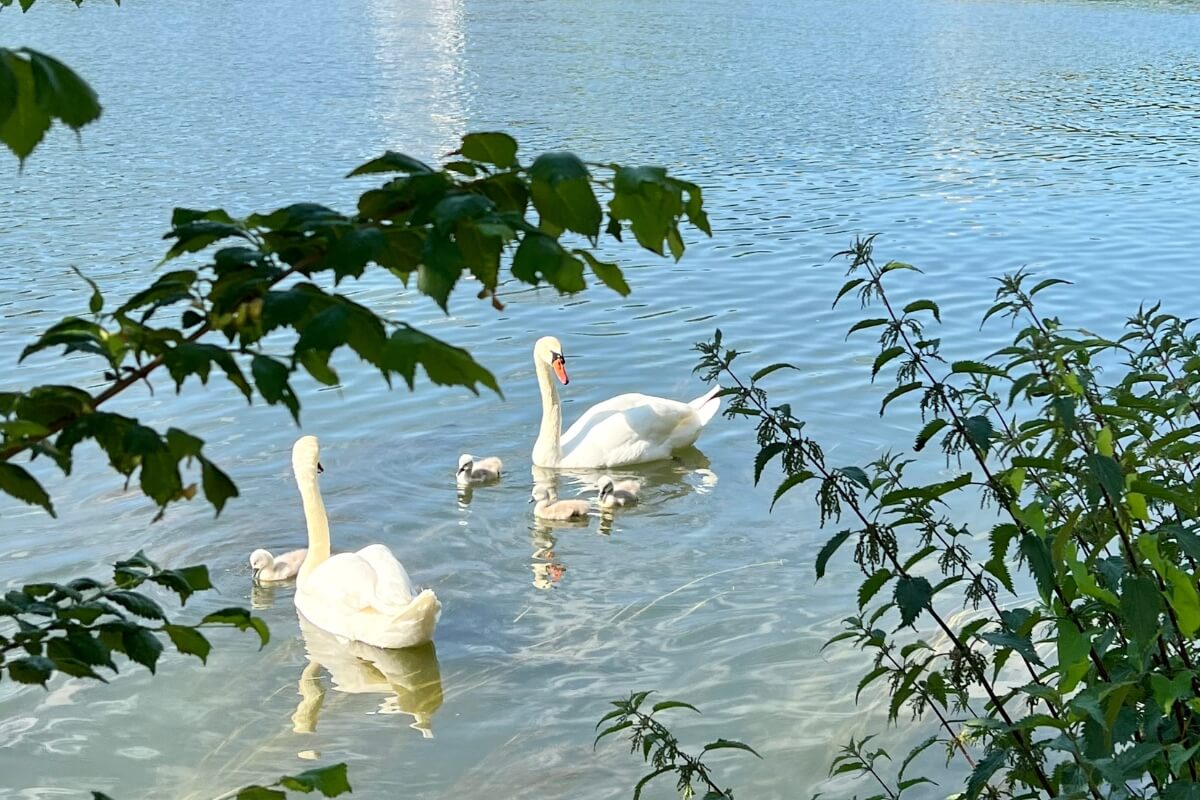 Schriesheim und Umgebung - Natur in Ladenburg