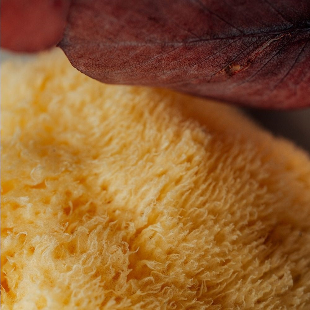 EstaVie Naturschwamm 2St